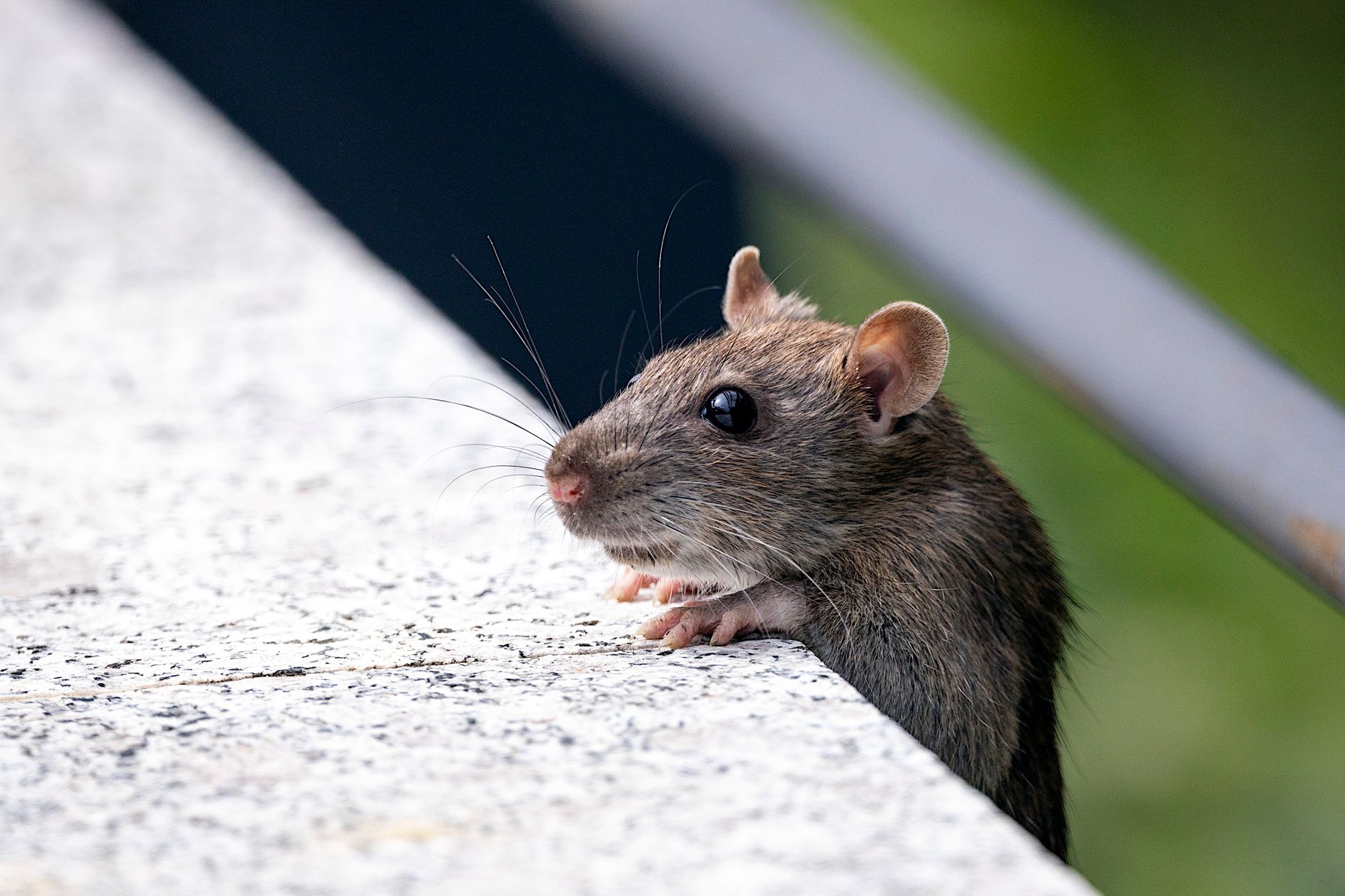 Désinsectisation dératisation à Châteauroux